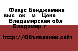 Фикус Бенджамина, выс. ок. 1м › Цена ­ 300 - Владимирская обл., Владимир г.  »    